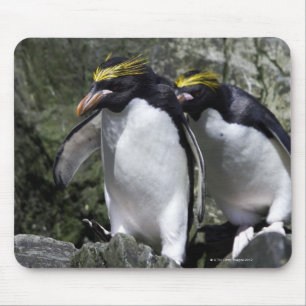 Mousepad Pinguins do macarrão, Geórgia sul