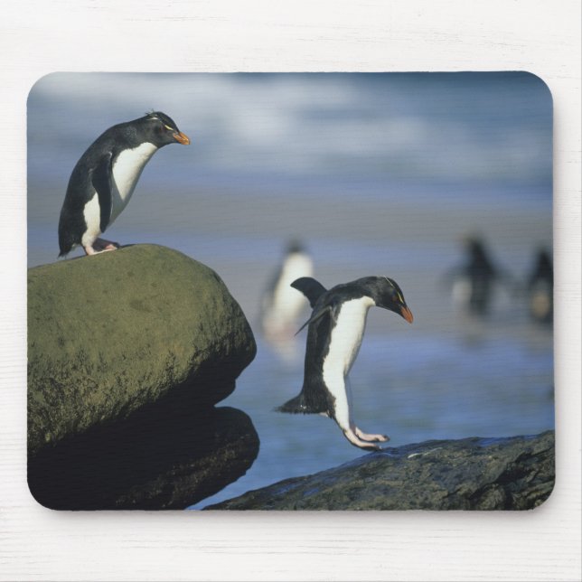 Mousepad Pinguins Rockhopper, Eudyptes chrysocome), (Frente)