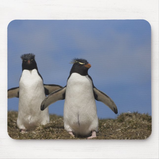 Mousepad Pinguins Saltadores Eudyptes chrysocome (Frente)