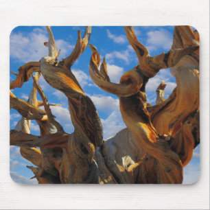 Mousepad Pinheiro Bristlecone