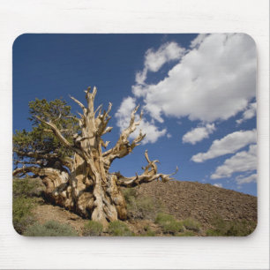Mousepad Pinheiro de Bristlecone na Floresta Antiga de Bris