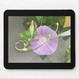 Mousepad Pink Symphony Morning Glory