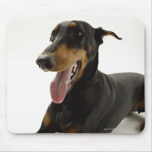 Mousepad Pinscher 2 do Doberman