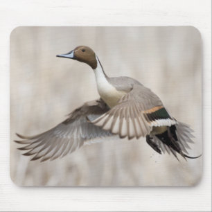Mousepad Pintail Drake Tomando Voo