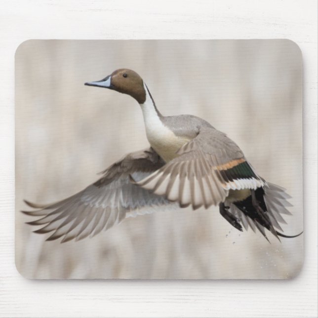 Mousepad Pintail Drake Tomando Voo (Frente)