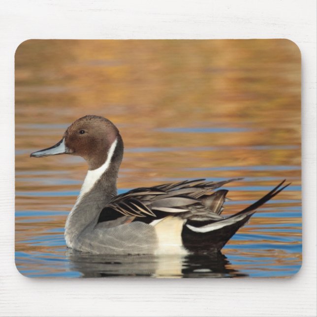 Mousepad Pintail-real-macho (Frente)