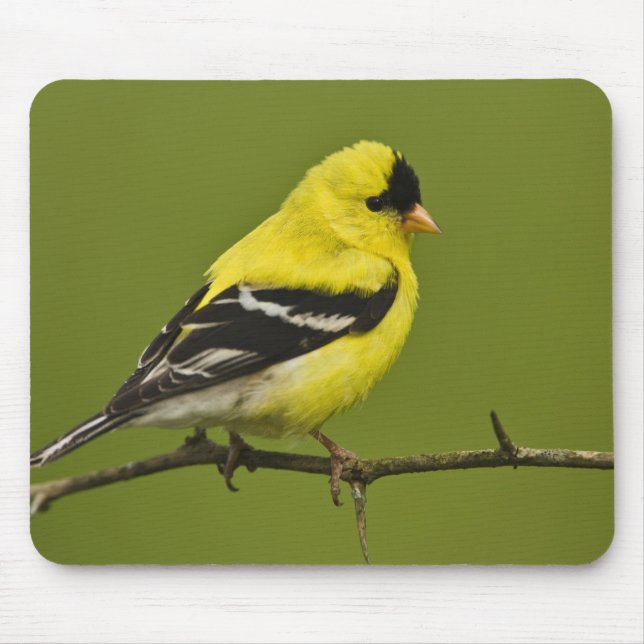 Mousepad Pintassilgo Americano macho em plumagem reprodutiv (Frente)