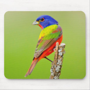 Mousepad Pintassilgo-de-rosto-vermelho (Passerina ciris) Ma