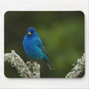 Mousepad Pintassilgo-índigo, Passerina cyanea, Litorâneo
