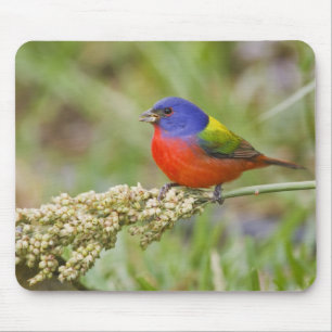 Mousepad Pintassilgo-pintado (Passerina ciris) macho se ali
