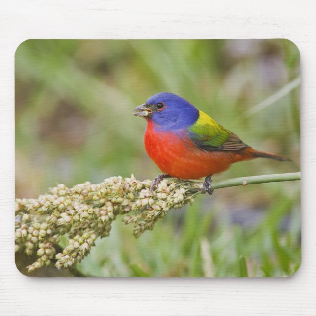 Mousepad Pintassilgo-pintado (Passerina ciris) macho se ali (Frente)