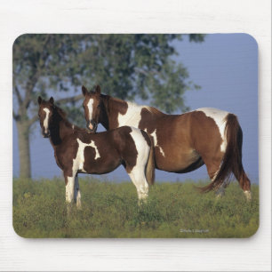 Mousepad Pinte a égua & o potro