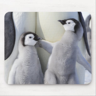 Mousepad Pintinho do pinguim de imperador