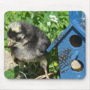 Mousepad Pintinho e Birdhouse de Mídia Mista