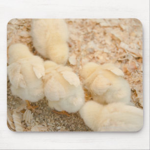 Mousepad pintinhos
