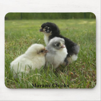 Mousepad Pintinhos de Marans