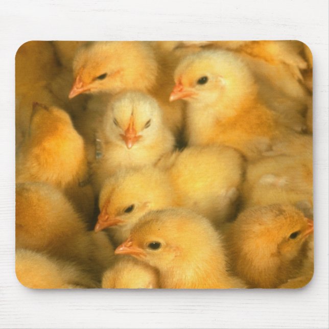 Mousepad Pintinhos do bebê (Frente)