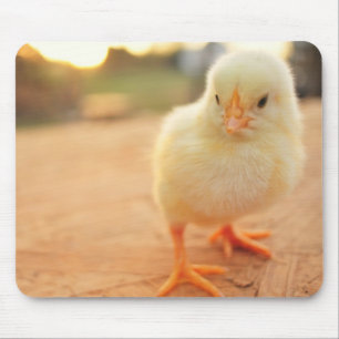 Mousepad Pintinhos do bebê