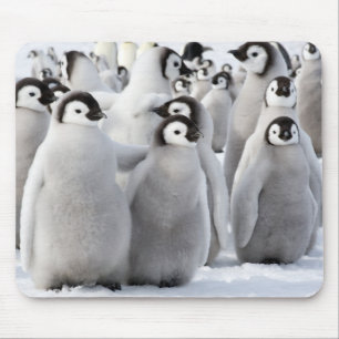 Mousepad Pintinhos do pinguim de imperador