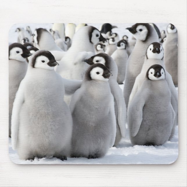 Mousepad Pintinhos do pinguim de imperador (Frente)