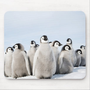 Mousepad Pintinhos do pinguim de imperador - tapete do rato