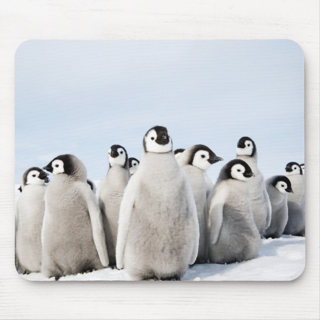 Mousepad Pintinhos do pinguim de imperador - tapete do rato (Frente)