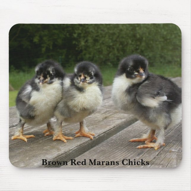 Mousepad Pintinhos vermelhos de Brown Marans (Frente)