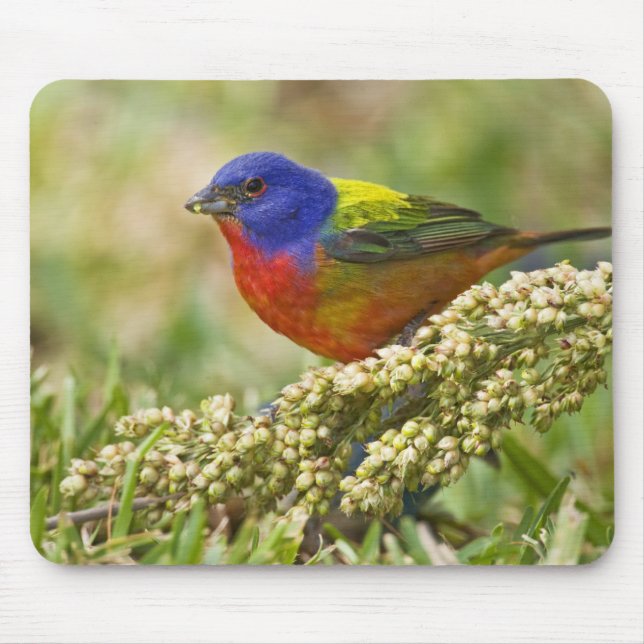 Mousepad Pintor-Colorido (Frente)