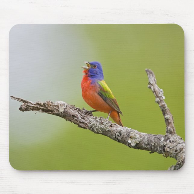Mousepad Pintor (Passerina ciris) macho cantando (Frente)