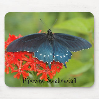 Mousepad Pipevine Swallowtail