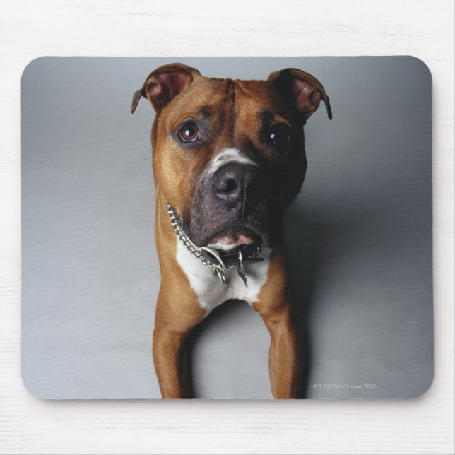 Mousepad Pit Bull Terrier Saindo (Frente)