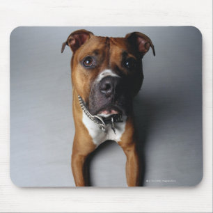 Mousepad Pitbull Terrier que encontra-se para baixo