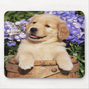 Mousepad Placa de Mouse Cachorro do Ouro Ritmo do Retriever