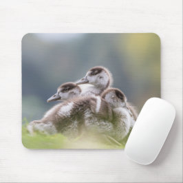 Mousepad Placa do mouse natural de foto do Pintinho de gans