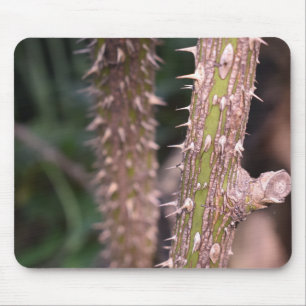 Mousepad Plant Stem Thorns Nature Park Fotografia