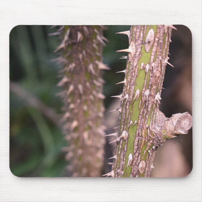 Mousepad Plant Stem Thorns Nature Park Fotografia (Frente)
