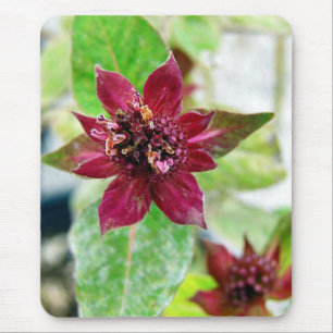 Mousepad Planta bonito