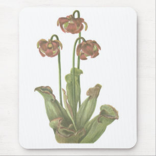 Mousepad Planta Carnívora - Sarracenia purpurea