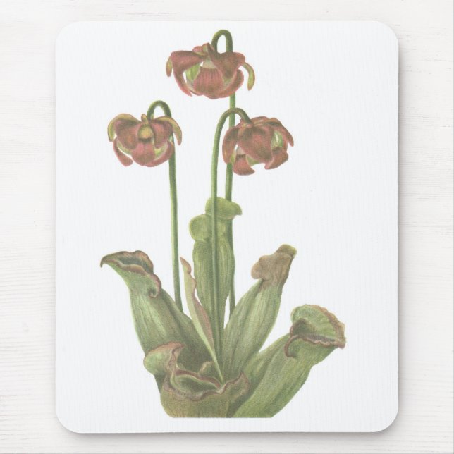 Mousepad Planta Carnívora - Sarracenia purpurea (Frente)
