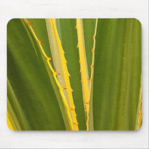 Mousepad Planta de Agave Abstrata