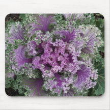 Planta de couve de Folha Ornamental