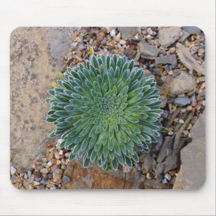 Mousepad Planta de deserto do Succulent
