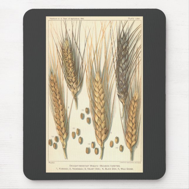 Mousepad Planta De Trigo Resistente À Seca, Agricultura De  (Frente)