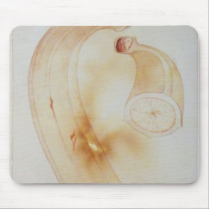 Mousepad Plantain do chifre