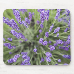 Mousepad Plantas de lavanda