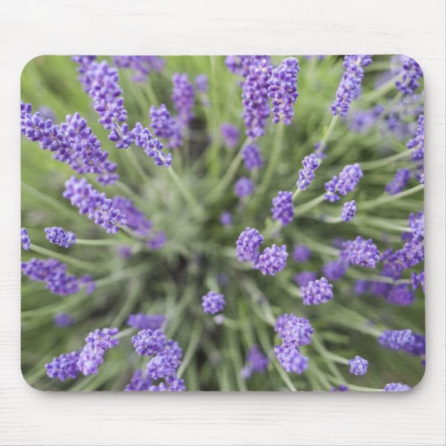 Mousepad Plantas de lavanda (Frente)