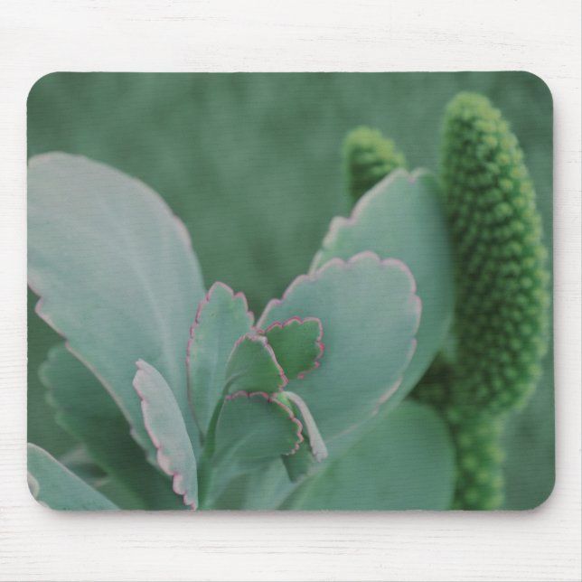 Mousepad Plantas do deserto (Frente)