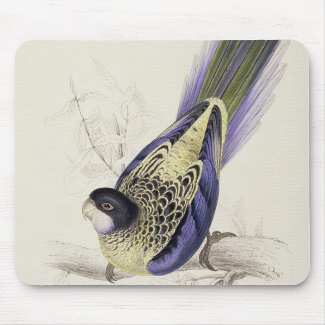 Mousepad Platycercus Brownii, ou Parrakeet de Brown (placa (Frente)