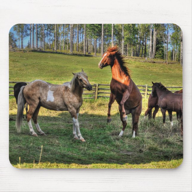 Mousepad Playing Paint Stallion & Sorrel Mare Equine Photo (Frente)