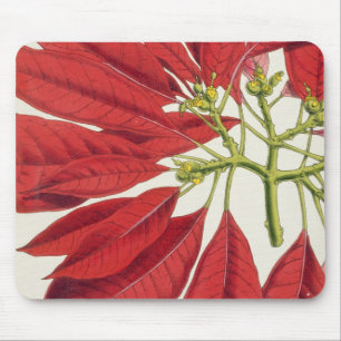 Mousepad Poinsétia Pulcherrima (litho da cor)